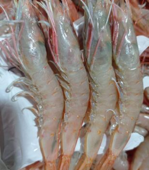 Gamba